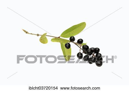 "Wild Privet, Common Privet or European Privet (Ligustrum vulgare), branch with ripe berries" View Large Photo Image Picture - "Wild Privet, Common Privet or European Privet (Ligustrum vulgare), branch with ripe berries". Fotosearch