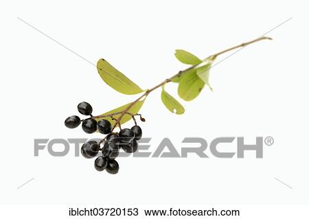 "Wild Privet, Common Privet or European Privet (Ligustrum vulgare), branch with ripe berries" View Large Photo Image Stock Image - "Wild Privet, Common Privet or European Privet (Ligustrum vulgare), branch with ripe berries". Fotosearch