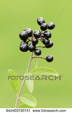 Stock Image - "Wild Privet or European Privet (Ligustrum vulgare), branch with ripe berries, North Rhine-Westphalia, Germany, Europe". Fotosearch