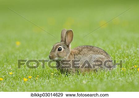 "Wild Rabbit (Oryctolagus cuniculus) in a meadow, Schottland, Scotland, United Kingdom, Europe" View Large Photo Image Stock Photo - "Wild Rabbit (Oryctolagus cuniculus) in a meadow, Schottland, Scotland, United Kingdom, Europe". Fotosearch