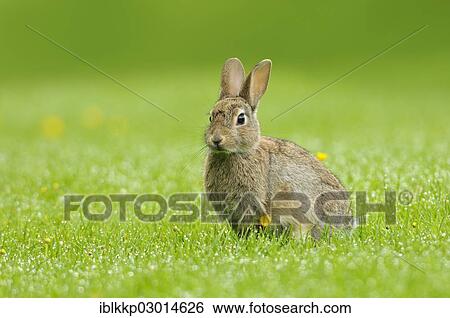 "Wild Rabbit (Oryctolagus cuniculus) in a meadow, Scotland, United Kingdom, Europe" View Large Photo Image Stock Photograph - "Wild Rabbit (Oryctolagus cuniculus) in a meadow, Scotland, United Kingdom, Europe". Fotosearch