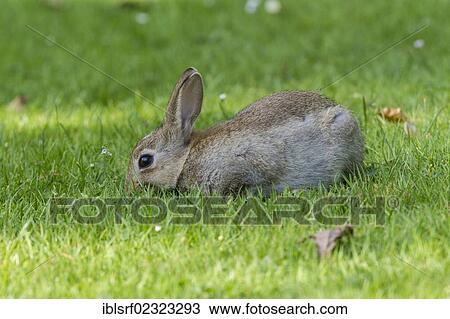 "Wild rabbit (Oryctolagus cuniculus), Timmendorfer Strand, Schleswig-Holstein, Germany, Europe" View Large Photo Image Stock Image - "Wild rabbit (Oryctolagus cuniculus), Timmendorfer Strand, Schleswig-Holstein, Germany, Europe". Fotosearch