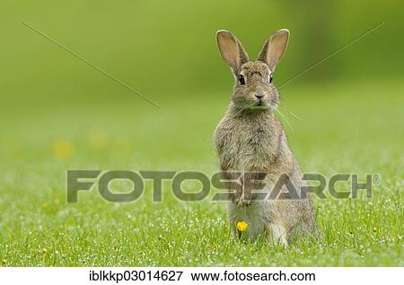"Wild Rabbit (Oryctolagus cuniculus) standing on its hind legs in a meadow, Scotland, United Kingdom, Europe" View Large Photo Image Stock Photo - "Wild Rabbit (Oryctolagus cuniculus) standing on its hind legs in a meadow, Scotland, United Kingdom, Europe". Fotosearch