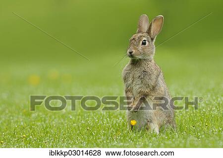 "Wild Rabbit (Oryctolagus cuniculus) standing on its hind legs in a meadow, Scotland, United Kingdom, Europe" View Large Photo Image Stock Photo - "Wild Rabbit (Oryctolagus cuniculus) standing on its hind legs in a meadow, Scotland, United Kingdom, Europe". Fotosearch