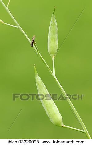 "Wild Radish or Jointed Charlock (Raphanus raphanistrum), pods, North Rhine-Westphalia, Germany, Europe" View Large Photo Image Stock Photo - "Wild Radish or Jointed Charlock (Raphanus raphanistrum), pods, North Rhine-Westphalia, Germany, Europe". Fotosearch