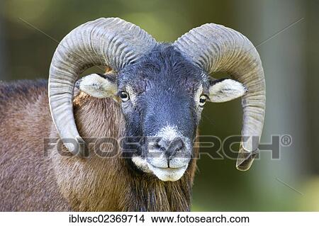 "Wild sheep (Ovis orientalis), portrait, Wildpark Daun wildlife park, Rhineland-Palatinate, Germany, Europe" View Large Photo Image Picture - "Wild sheep (Ovis orientalis), portrait, Wildpark Daun wildlife park, Rhineland-Palatinate, Germany, Europe". Fotosearch