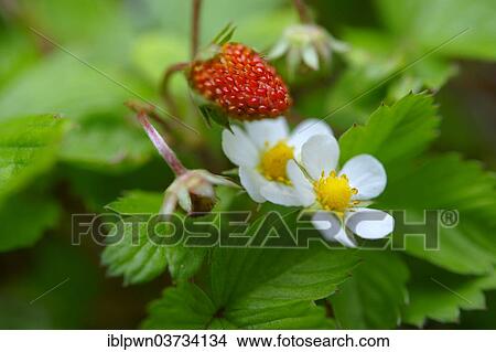 Picture - "Wild strawberries (Fragaria vesca), England, United Kingdom, Europe". Fotosearch