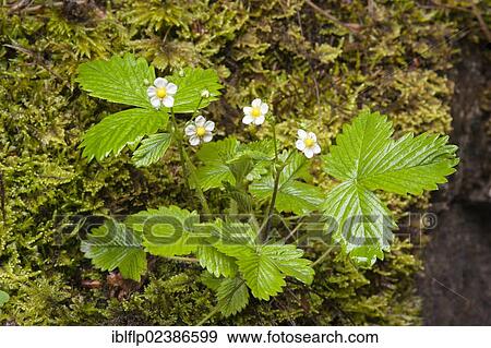 Stock Photo - "Wild Strawberry (Fragaria vesca), flowering, Malham Tarn Field Studies Council, Yorkshire Dales National Park, North Yorkshire, England, United Kingdom, Europe". Fotosearch