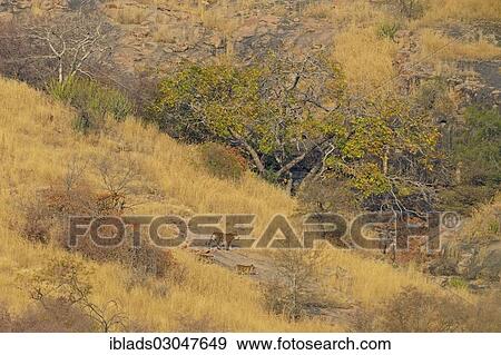 "Wild Tiger (Panthera tigris) family in natural dry deciduous habitat, Ranthambore national park, Rajasthan, India, Asia" View Large Photo Image Stock Photo - "Wild Tiger (Panthera tigris) family in natural dry deciduous habitat, Ranthambore national park, Rajasthan, India, Asia". Fotosearch