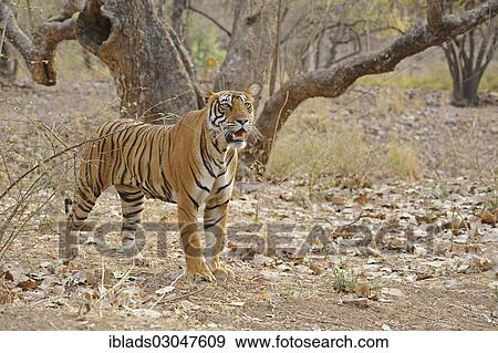 "Wild Tiger (Panthera tigris) in his natural dry deciduous habitat, Ranthambore Tiger Reserve, Ranthambore National Park, Sawai Madhopur District, Rajasthan, India, Asia" View Large Photo Image Stock Photo - "Wild Tiger (Panthera tigris) in his natural dry deciduous habitat, Ranthambore Tiger Reserve, Ranthambore National Park, Sawai Madhopur District, Rajasthan, India, Asia". Fotosearch