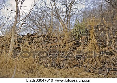 "Wild Tiger (Panthera tigris) peeping over an old stone wall, Ranthambore national park, Rajasthan, India, Asia" View Large Photo Image Stock Image - "Wild Tiger (Panthera tigris) peeping over an old stone wall, Ranthambore national park, Rajasthan, India, Asia". Fotosearch