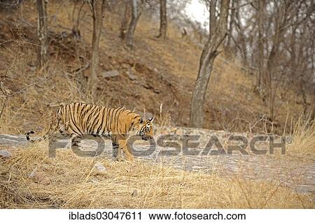 "Wild Tiger (Panthera tigris) walking on a stone paved track, Ranthambore national park, Rajasthan, India, Asia" View Large Photo Image Stock Image - "Wild Tiger (Panthera tigris) walking on a stone paved track, Ranthambore national park, Rajasthan, India, Asia". Fotosearch