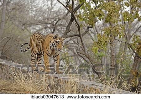"Wild Tiger (Panthera tigris) walking on a stone wall, Ranthambore national park, Rajasthan, India, Asia" View Large Photo Image Stock Image - "Wild Tiger (Panthera tigris) walking on a stone wall, Ranthambore national park, Rajasthan, India, Asia". Fotosearch