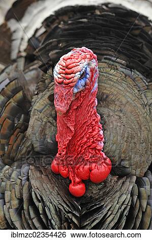 "Wild Turkey (Meleagris gallopavo) on a farm, Tauchersreuth, Middle Franconia, Bavaria, Germany, Europe" View Large Photo Image Stock Photograph - "Wild Turkey (Meleagris gallopavo) on a farm, Tauchersreuth, Middle Franconia, Bavaria, Germany, Europe". Fotosearch