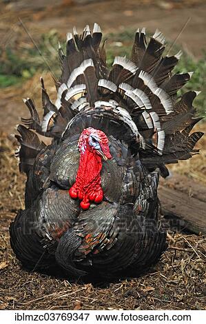 "Wild Turkey (Meleagris gallopavo), Bavaria, Germany, Europe" View Large Photo Image Stock Photo - "Wild Turkey (Meleagris gallopavo), Bavaria, Germany, Europe". Fotosearch