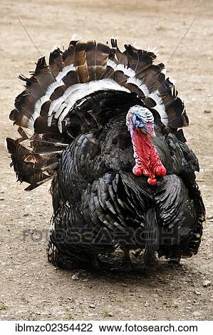 "Wild Turkey (Meleagris gallopavo) with ruffled feathers on a farm, Tauchersreuth, Middle Franconia, Bavaria, Germany, Europe" View Large Photo Image Stock Image - "Wild Turkey (Meleagris gallopavo) with ruffled feathers on a farm, Tauchersreuth, Middle Franconia, Bavaria, Germany, Europe". Fotosearch