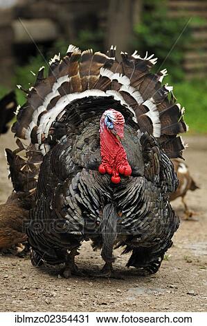 "Wild Turkey (Meleagris gallopavo) with ruffled feathers on a farm, Tauchersreuth, Middle Franconia, Bavaria, Germany, Europe" View Large Photo Image Stock Image - "Wild Turkey (Meleagris gallopavo) with ruffled feathers on a farm, Tauchersreuth, Middle Franconia, Bavaria, Germany, Europe". Fotosearch