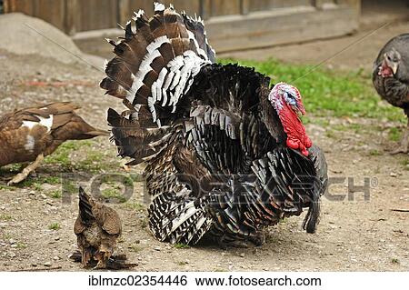 "Wild Turkey (Meleagris gallopavo) with ruffled feathers on a farm, Tauchersreuth, Middle Franconia, Bavaria, Germany, Europe" View Large Photo Image Stock Photograph - "Wild Turkey (Meleagris gallopavo) with ruffled feathers on a farm, Tauchersreuth, Middle Franconia, Bavaria, Germany, Europe". Fotosearch