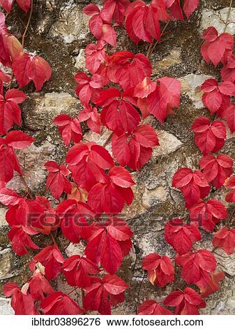 "Wild Vine (Vitis vinifera) creeping on a stone wall, Cadiz province, Andalusia, Spain, Europe" View Large Photo Image Stock Photograph - "Wild Vine (Vitis vinifera) creeping on a stone wall, Cadiz province, Andalusia, Spain, Europe". Fotosearch