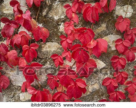 "Wild Vine (Vitis vinifera) creeping on a stone wall, Cadiz province, Andalusia, Spain, Europe" View Large Photo Image Stock Photography - "Wild Vine (Vitis vinifera) creeping on a stone wall, Cadiz province, Andalusia, Spain, Europe". Fotosearch