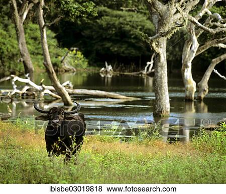 "Wild water buffalo (Bubalus arnee), dead trees at back, Tissamaharama, Yala Nationalpark, Sudprovinz, Sri Lanka, Asia" View Large Photo Image Stock Photo - "Wild water buffalo (Bubalus arnee), dead trees at back, Tissamaharama, Yala Nationalpark, Sudprovinz, Sri Lanka, Asia". Fotosearch