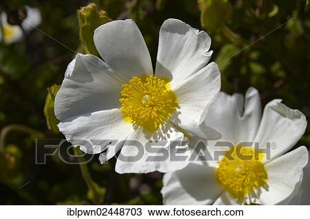 "Wild white Rose flowers (Rosa sp. ), Brac island, Croatia, Europe" View Large Photo Image Stock Image - "Wild white Rose flowers (Rosa sp. ), Brac island, Croatia, Europe". Fotosearch