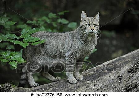 "Wildcat (Felis silvestris), animal enclosure in the Bavarian Forest National Park, Bavaria, Germany, Europe, PublicGround, Europe" View Large Photo Image Stock Photograph - "Wildcat (Felis silvestris), animal enclosure in the Bavarian Forest National Park, Bavaria, Germany, Europe, PublicGround, Europe". Fotosearch