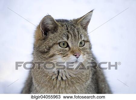 "Wildcat (Felis silvestris), captive, Bavarian Forest National Park, Bavaria, Germany, Europe" View Large Photo Image Stock Image - "Wildcat (Felis silvestris), captive, Bavarian Forest National Park, Bavaria, Germany, Europe". Fotosearch