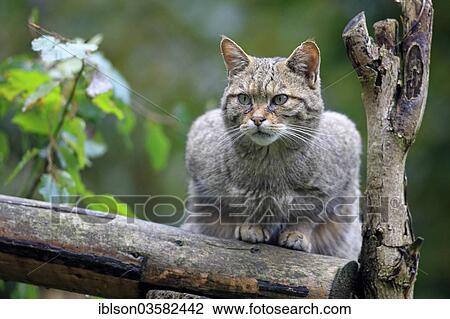 "Wildcat (Felis silvestris), captive, Hanau, Hesse, Germany, Europe" View Large Photo Image Stock Image - "Wildcat (Felis silvestris), captive, Hanau, Hesse, Germany, Europe". Fotosearch