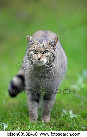 Stock Image - "Wildcat (Felis silvestris), captive, Hanau, Hesse, Germany, Europe". Fotosearch