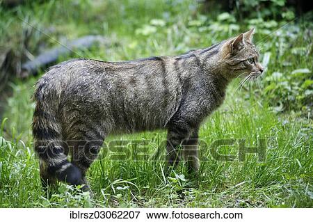 "Wildcat (Felis silvestris), captive, Wildpark Hofli, Langnau am Albis, Canton of Zurich, Switzerland, Europe" View Large Photo Image Stock Photo - "Wildcat (Felis silvestris), captive, Wildpark Hofli, Langnau am Albis, Canton of Zurich, Switzerland, Europe". Fotosearch