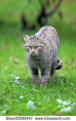 "Wildcat (Felis silvestris), captive, Hanau, Hesse, Germany, Europe" View Large Photo Image Stock Photo - "Wildcat (Felis silvestris), captive, Hanau, Hesse, Germany, Europe". Fotosearch
