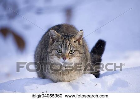 Stock Image - "Wildcat (Felis silvestris) in the snow, captive, Bavarian Forest National Park, Bavaria, Germany, Europe". Fotosearch