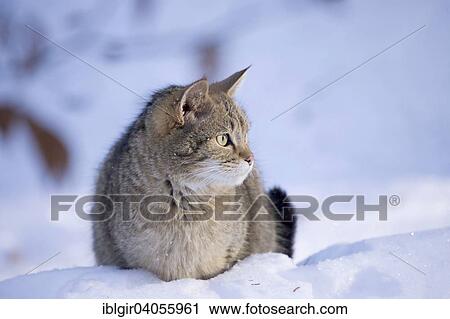 Stock Image - "Wildcat (Felis silvestris) in the snow, captive, Bavarian Forest National Park, Bavaria, Germany, Europe". Fotosearch
