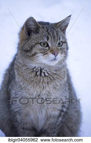 Stock Image - "Wildcat (Felis silvestris) in the snow, captive, Bavarian Forest National Park, Bavaria, Germany, Europe". Fotosearch