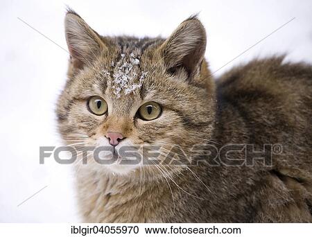 "Wildcat (Felis silvestris) in the snow, captive, Bavarian Forest National Park, Bavaria, Germany, Europe" View Large Photo Image Stock Image - "Wildcat (Felis silvestris) in the snow, captive, Bavarian Forest National Park, Bavaria, Germany, Europe". Fotosearch