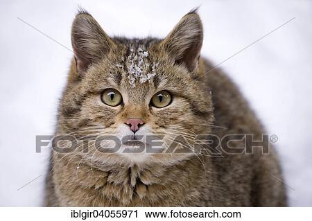Stock Image - "Wildcat (Felis silvestris) in the snow, captive, Bavarian Forest National Park, Bavaria, Germany, Europe". Fotosearch