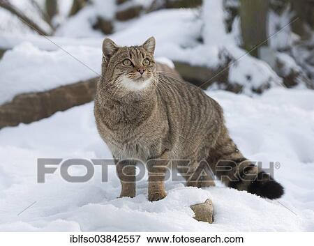 "Wildcat (Felis silvestris) in the snow, captive, Thuringia, Germany, Europe" View Large Photo Image Stock Photo - "Wildcat (Felis silvestris) in the snow, captive, Thuringia, Germany, Europe". Fotosearch
