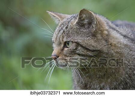 Stock Image - "Wildcat (Felis silvestris), Kempfeld, Hunsruck, Germany, Europe". Fotosearch