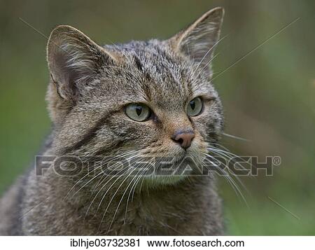 Stock Image - "Wildcat (Felis silvestris), Kempfeld, Hunsruck, Germany, Europe". Fotosearch