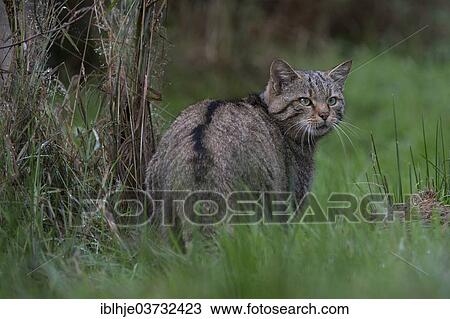 "Wildcat (Felis silvestris), Kempfeld, Hunsruck, Germany, Europe" View Large Photo Image Stock Image - "Wildcat (Felis silvestris), Kempfeld, Hunsruck, Germany, Europe". Fotosearch