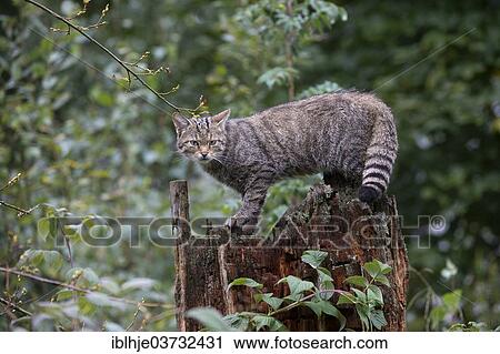 "Wildcat (Felis silvestris), Kempfeld, Hunsruck, Germany, Europe" View Large Photo Image Stock Image - "Wildcat (Felis silvestris), Kempfeld, Hunsruck, Germany, Europe". Fotosearch