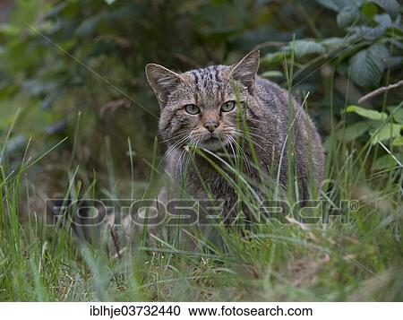 "Wildcat (Felis silvestris), Kempfeld, Hunsruck, Germany, Europe" View Large Photo Image Stock Image - "Wildcat (Felis silvestris), Kempfeld, Hunsruck, Germany, Europe". Fotosearch