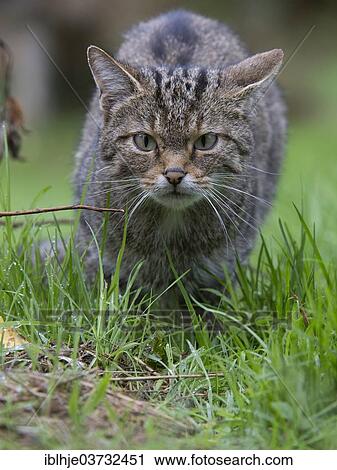 "Wildcat (Felis silvestris), Kempfeld, Hunsruck, Germany, Europe" View Large Photo Image Stock Image - "Wildcat (Felis silvestris), Kempfeld, Hunsruck, Germany, Europe". Fotosearch