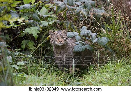 "Wildcat (Felis silvestris), Kempfeld, Hunsruck, Germany, Europe" View Large Photo Image Stock Photo - "Wildcat (Felis silvestris), Kempfeld, Hunsruck, Germany, Europe". Fotosearch