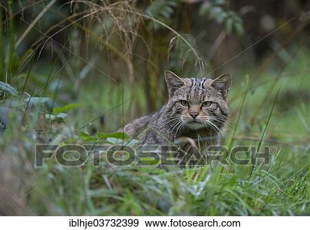 "Wildcat (Felis silvestris), Kempfeld, Hunsruck, Germany, Europe" View Large Photo Image Stock Photo - "Wildcat (Felis silvestris), Kempfeld, Hunsruck, Germany, Europe". Fotosearch