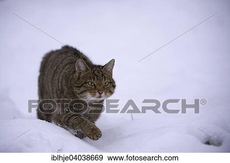 "Wildcat (Felis silvestris), Kempfeld, Hunsruck, Rhineland-Palatinate, Germany, Europe" View Large Photo Image Stock Photo - "Wildcat (Felis silvestris), Kempfeld, Hunsruck, Rhineland-Palatinate, Germany, Europe". Fotosearch