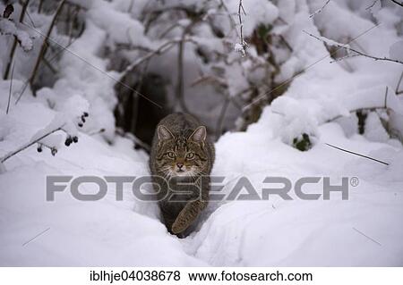 "Wildcat (Felis silvestris), Kempfeld, Hunsruck, Rhineland-Palatinate, Germany, Europe" View Large Photo Image Stock Photo - "Wildcat (Felis silvestris), Kempfeld, Hunsruck, Rhineland-Palatinate, Germany, Europe". Fotosearch