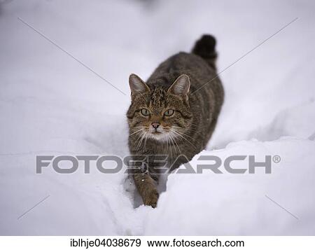 Stock Photo - "Wildcat (Felis silvestris), Kempfeld, Hunsruck, Rhineland-Palatinate, Germany, Europe". Fotosearch