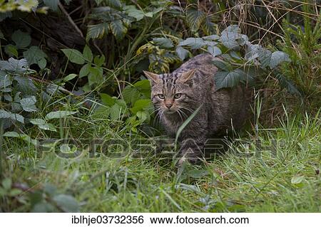 "Wildcat (Felis silvestris), Kempfeld, Hunsruck, Germany, Europe" View Large Photo Image Stock Photograph - "Wildcat (Felis silvestris), Kempfeld, Hunsruck, Germany, Europe". Fotosearch